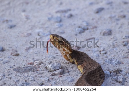 snake slithering through the sand with tongue out
