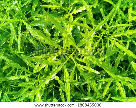 Natural Green Leaves for Background    
