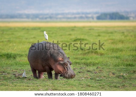 Adult hippo eating grass in vast open plains of Amboseli National Park in Kenya