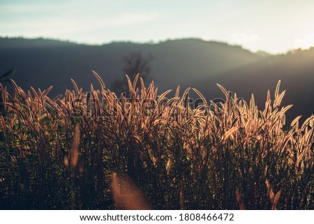 Beautiful grass flower field and light of sun. Background and texture concept.