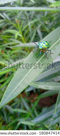 Picture of small green bettle resting over the green leaf.
