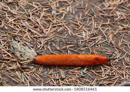 Bright orange red slug, also called Arion rufus or Rote Wegschnecke Royalty-Free Stock Photo #1808516461
