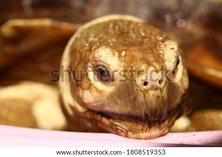 Sulcata African Spurred Tortoise  also know as African Spur Thigh Tortoise