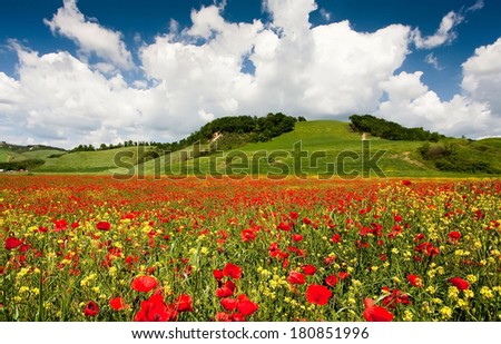 Field of red poppies flowering and Cypress trees, Italy, Tuscany. Background blue sky with clouds