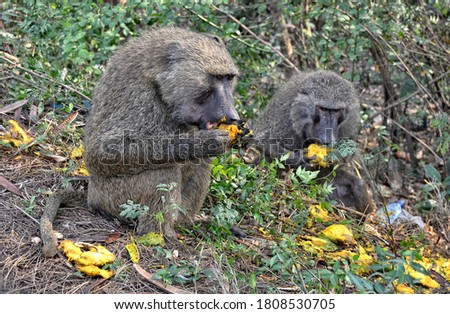 Baboons eat fruits. Monkey in a bush. Close up. African wildlife. Wild animals. Olive baboon.  
