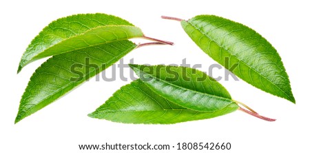 Cherry leaf isolated. Cherri leaves on white background. Sour cherry leaf set on white. Full depth of field. Royalty-Free Stock Photo #1808542660