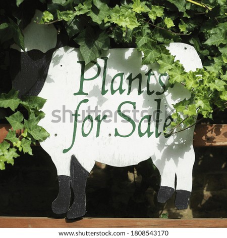 Plants for Sale' sign in a shape of a cow. Conceptual image shot