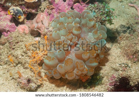 Bladder coral, pearl coral or branching bubble coral (Plerogyra sinuosa) Mindoro, Philippines