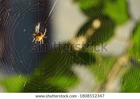 Spider web in Sapanca, Sakarya, Turkey. Royalty-Free Stock Photo #1808552347