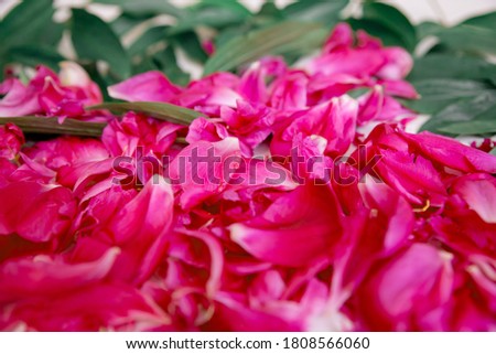 Abstract red flower background. Peony petals, top view. Bright rich red-purple texture with a peony pattern