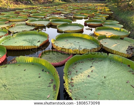 Farm of Victoria waterlily, which human can stand on top of its leaf with some special support tools. Lots of people cam here to take a picture of people standing on it