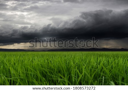 Green field and rain with overcast sky,Green field landscape, Black and White Dark Cloud in Rainy Season, dramatic cloudy sky background, blurred background