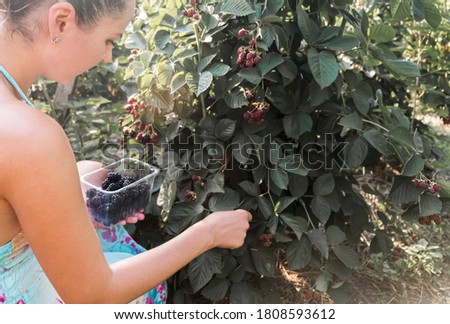 rear view of a caucasian woman picking organic blackberry, she picking ripe blackberries fruits from the bush to plastic container