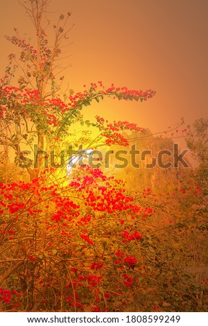 Fantasy on the theme of Asian fine art. Red creepers against a background of bare wood and the setting sun, Tropical winter in the sad yellow tones of the sunset. Style " flowers and birds"