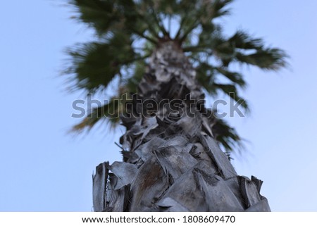Green Palm - Tree Trunk washingtonia robusta with a blue background.