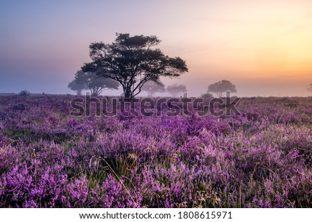 Blooming heather field in the Netherlands near Hilversum Veluwe Zuiderheide, blooming pink purple heather fields in the morning with mist and fog during sunrise Netherlands Europe