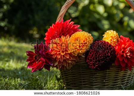 Red, yellow dahlia in basket ,summer garden Royalty-Free Stock Photo #1808621026