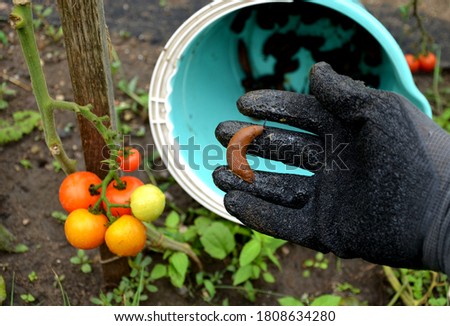 collecting brown rusty Spanish snails from a vegetable garden where their invasion damages the leaves. Collection of gloved bucket invasive species Royalty-Free Stock Photo #1808634280