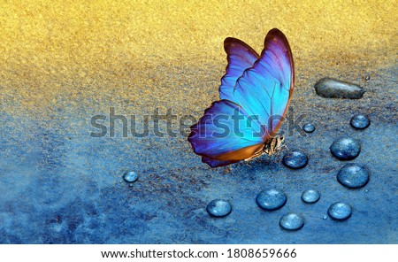 butterfly on dew drops. gold and blue background. watercolor paper painted in blue and gold paint. bright morpho butterfly on a blue and gold background. copy space 

