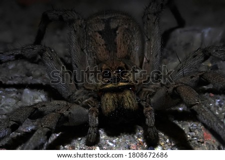 A macro shot of a wolf spider (Lycosa tarantula) at night