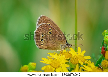 Close up photo of a Ringlet Butterfly sitting on a yellow flower. Royalty-Free Stock Photo #1808676049