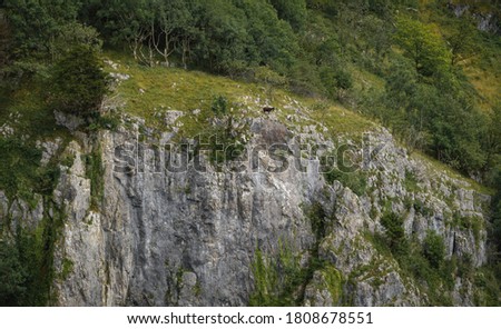 Cliffs of Cheddar Gorge from high viewpoint. High limestone cliffs in canyon in Mendip Hills in Somerset, England, UK Royalty-Free Stock Photo #1808678551