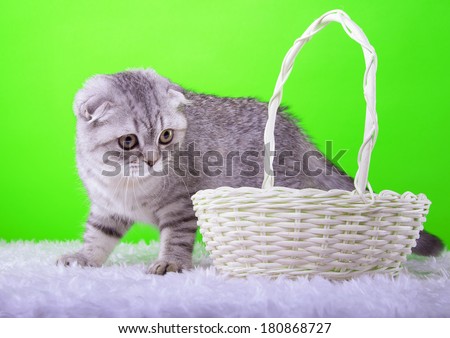Beautiful stylish purebred british cat. Animal portrait. Purebred cat is lying. Green background. Colorful decorations. Collection of funny animals