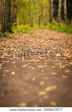 A photo of a beautiful road in the autumn Park with fallen leaves.