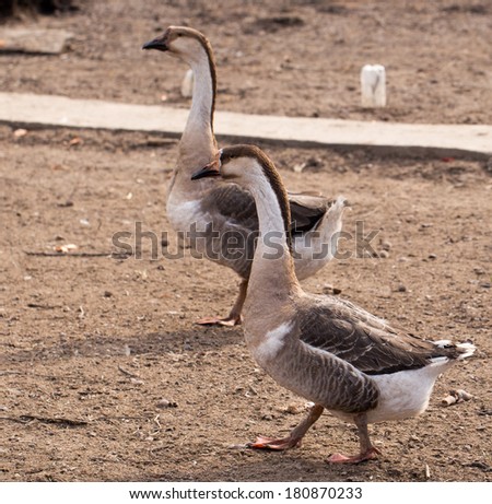 geese in the nature