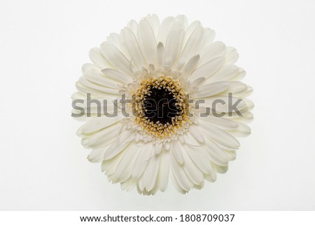 A white flower on white background