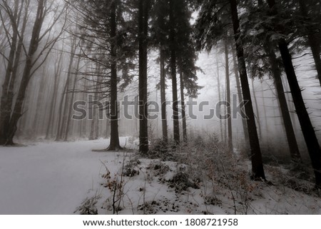 Beautiful eerie fir-tree silhouettes in a mountain forest, with mist and frost, in winter