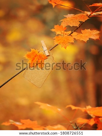 Beautiful autumn natural background with orange maple leaf and paper tag. fall season concept. autumn forest landscape. copy space