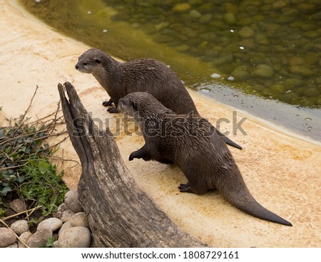 Pair of European otters by a tree stump.