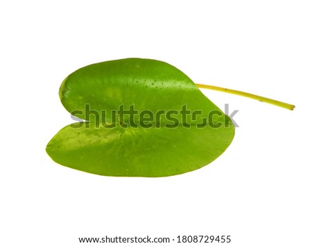 lily leaf isolated on white background