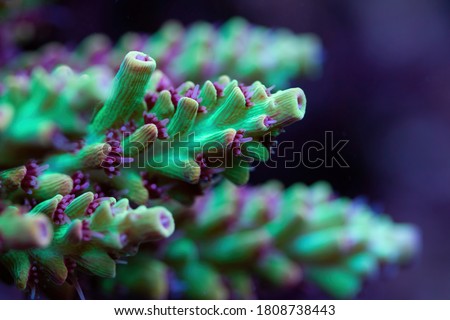 Beautiful acropora sps coral in coral reef aquarium tank. Macro shot. Selective focus. Royalty-Free Stock Photo #1808738443