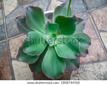 Cactus flower with a unique shape