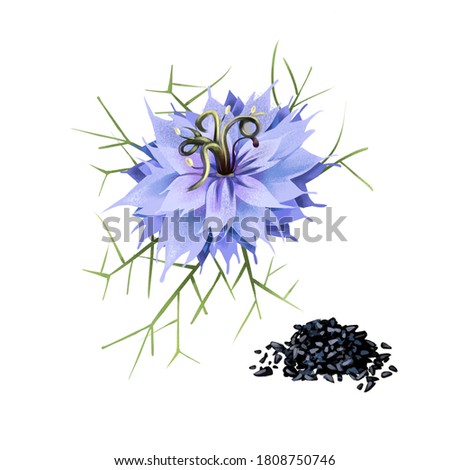 Black cumin blue flower black seeds isolated digital art illustration. Ayuverdic herb, flowering plant, nigella sativa culinary herb. Ayuverda sesoning, flavouring grains, coriander cooking condiment