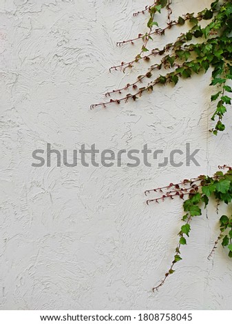 ivy branch on a plastered, cracked white wall. Photography for the background of brochures, flyers, business cards and websites