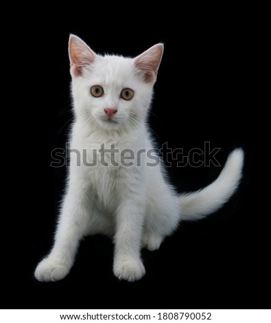 Adorable small white kitten isolated on black 