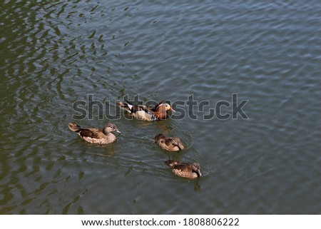 Mandarin Duck Family Swimming In A Lake. Picture Taken In Maksimir Park. City of Zagerb Croatia.