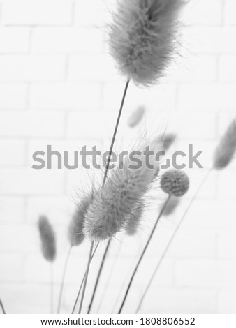 Dry floral branch on white background. Minimal, stylish, trend concept. Closeup photo. The still life of spikelets