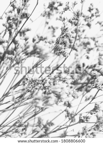 Dry floral branch on white background. Minimal, stylish, trend concept. Closeup photo.
