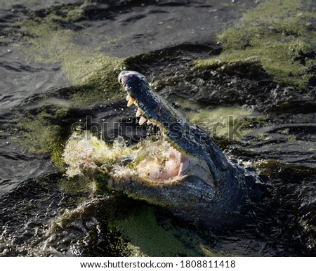    The American alligator (Alligator mississippiensis) attacks with its mouth wide open. Splashes of water fly in all directions                           