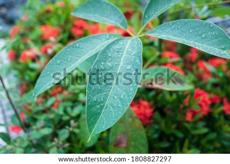 Tropical leaves foliage plant jungle bush floral arrangement nature as background.