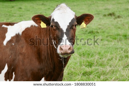 A young bull in the meadow