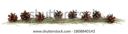 Border of pines and needles. Dry pine cones and  needles isolated on white background.  