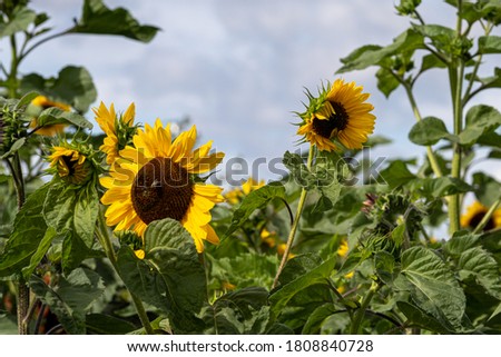 Yellow sunflowers with a blue sky background. Picture from Lund, Sweden