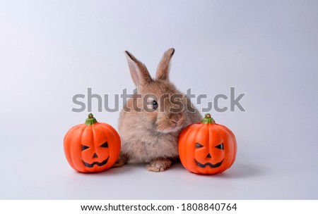 Jack o' Lantern, pumpkin decoration for halloween party and a cute brown bunny sitting nearby. Objects on white background.