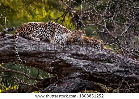 A very cute touching pair of leopards a mother and her little cub are lying on a tree trunk with their heads pressed together