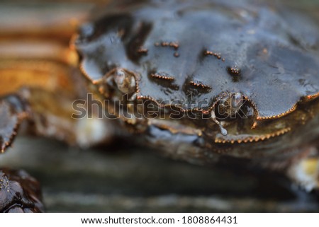 Eriocheir sinensis crab, extreme close-up. Traditional craft, catching, food industry, seafood, environmental damage and conservation, invasive species, science, zoology, biology, macro photography